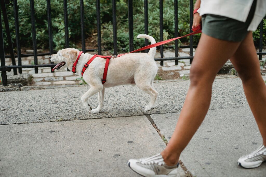 Personne marche dans la rue avec son chien blond. Vue des jambes de la personne.